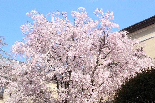 5352-朝　八重紅枝垂れ桜上部.jpg